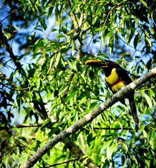 Iguazú Waterfalls